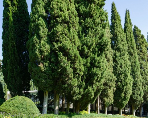 Cyprys wiecznie zielony (Cupressus sempervirens)