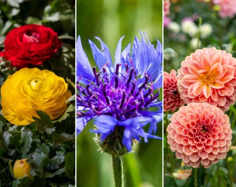 Jakie kwiaty możemy sadzić w marcu? Najpiękniejsze rośliny na balkon, taras i do ogrodu