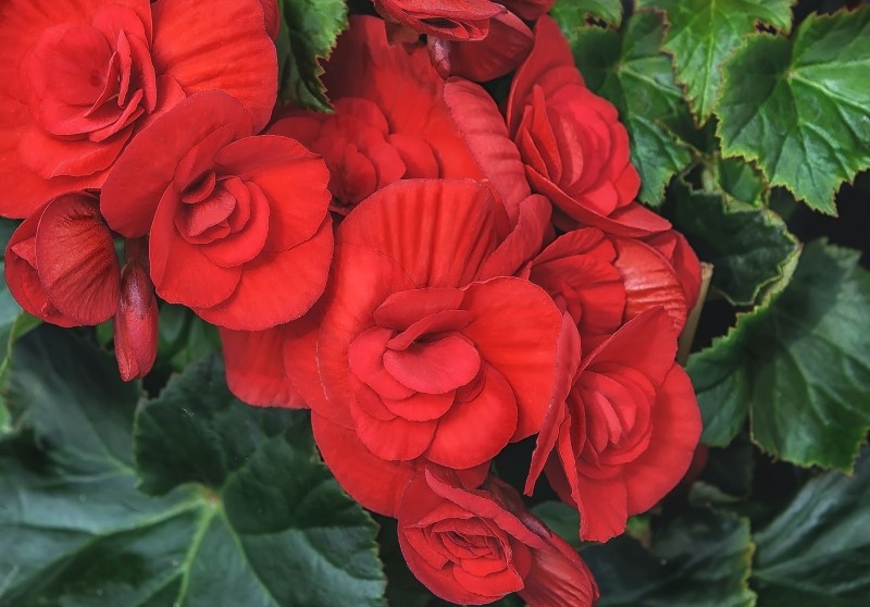 begonia zimowa