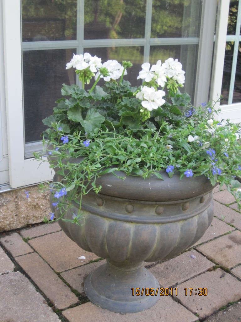 Rośliny, Wiosna w moim ogrodku - Tutaj pelargonie z bakopa i niebieska lobelia, mysle , ze bedzie to ladnie wygladac jak dobrze sie wszystko przyjmie...dopiero 2 dni temu wsadzone.