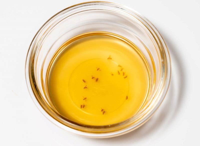 Domowe pułapki pomagają w walce z muszkami owocówkami.