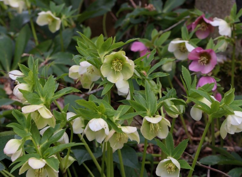 Ciemiernik nie lubi dużej ekspozycji na słońce.