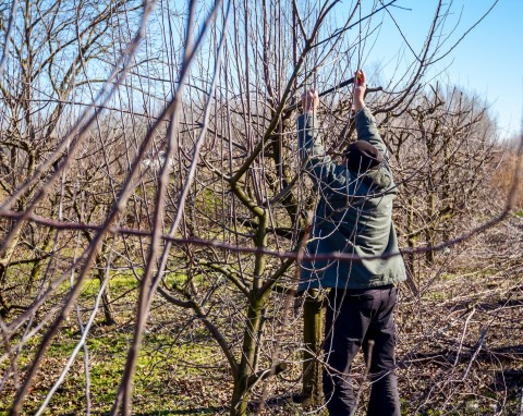 Przycięcie tych roślin w zimie jest ważne. Zrób to przed jej końcem, zapewnisz sobie zdrowy ogród w sezonie