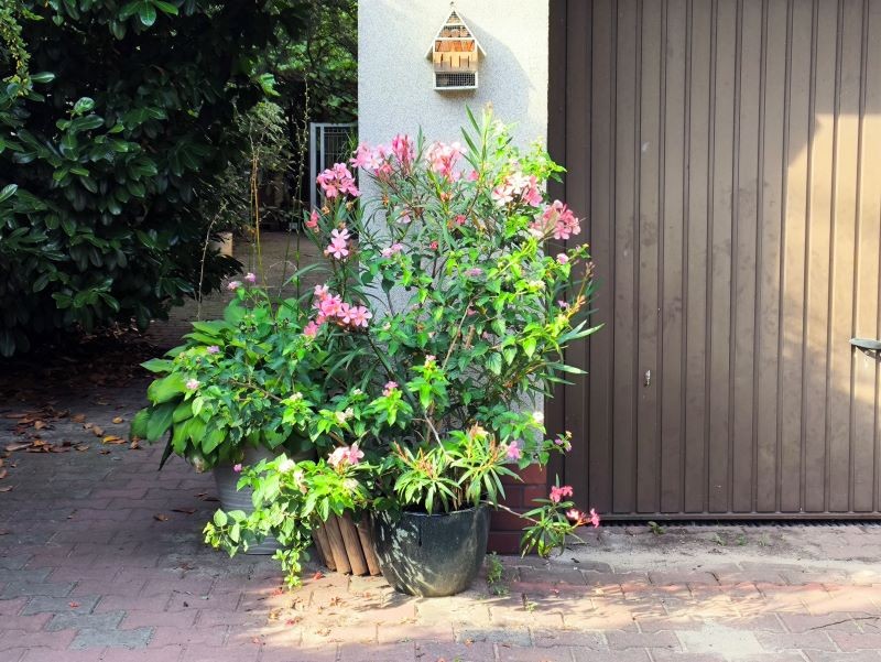 W naszym klimacie oleandry uprawiamy w donicy.