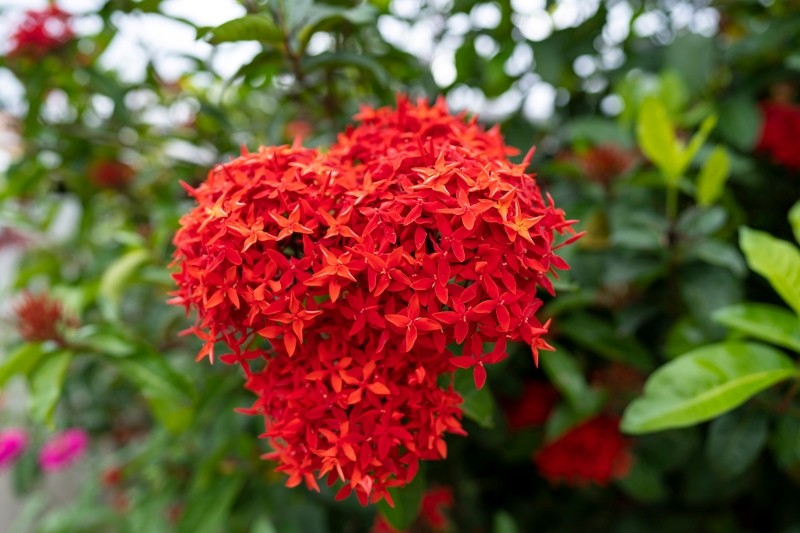 zastosowanie iksory szkarłatnej