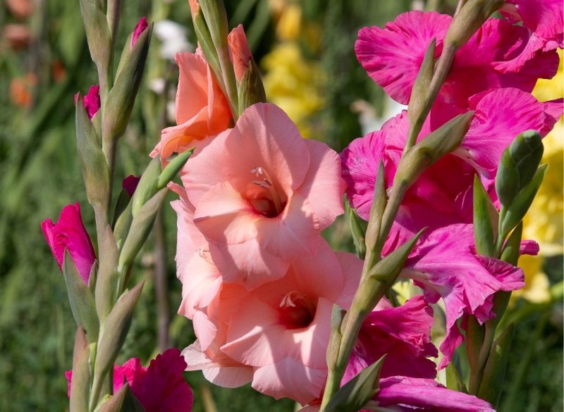 jak sadzić mieczyki w gruncie