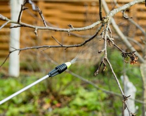 Oprysk mocznikiem wczesną wiosną. Pobudza do wzrostu, chroni przed chorobami i podwaja plony