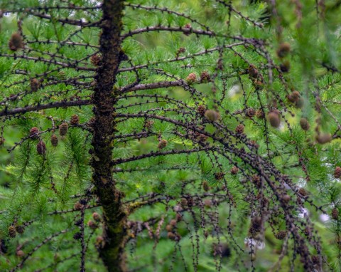 Modrzew japoński (Larix kaempferi)