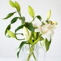 Rośliny, Znaczenie kwiatów - Lilia jest symbolem szczerych zamiarów i zaangażowania. Wyraża piękno i podziw wobec drugiej osoby. Z drugiej zaś strony za lilią skrywa się seksualność, pożądanie i namiętność.

Fot. Pexels