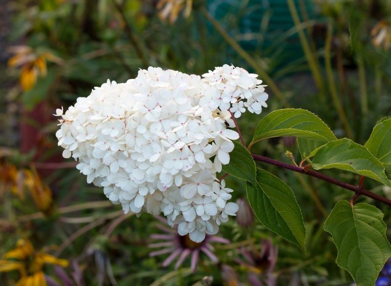 Nie wszystkie gatunki hortensji są w pełni mrozoodporne.