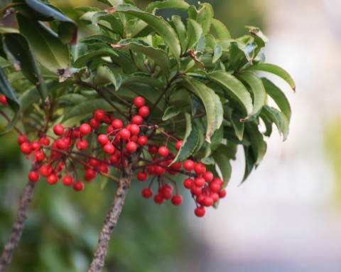 Ardizja (Ardisia)