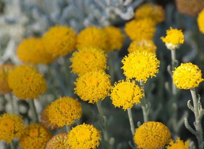 jak uprawiać santolinę cyprysikowatą