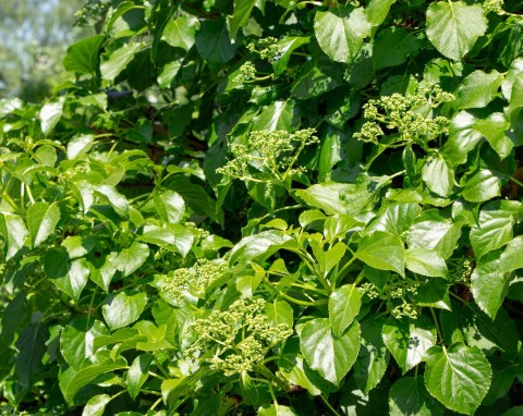 Żywopłot w innym wydaniu. Oto 7 roślin pnących, które zapewnią ci prywatność przez cały rok