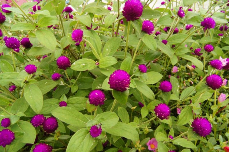 Do gomfreny kulistej nie trzeba biegać z konewką.