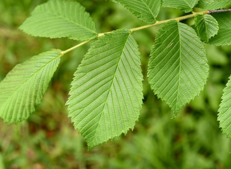 uprawa wiązu Turkiestanu