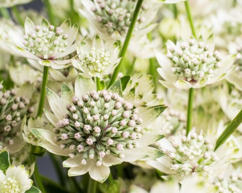 Jedna odmiana piękniejsza od drugiej. Posadź w ogrodzie, a zapomnisz o ślimakach