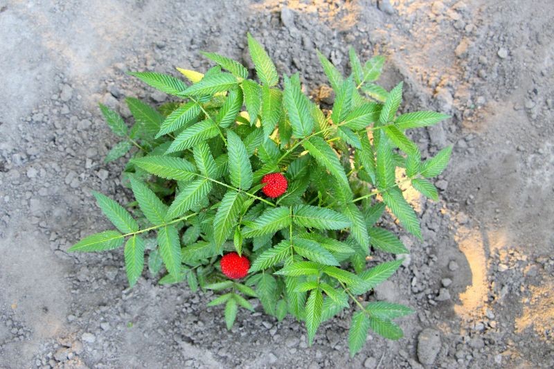 Warto pamiętać o podlewaniu malinotruskawki.