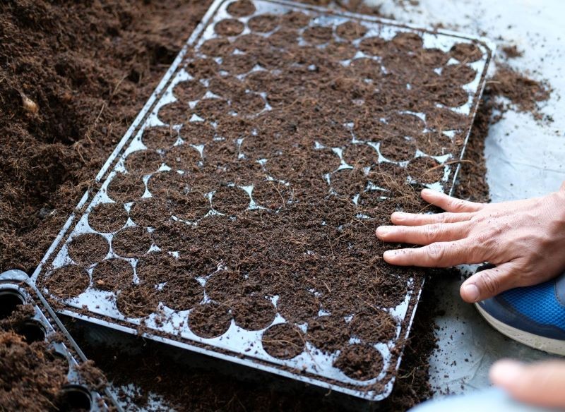 Dobór ziemi pod wysiew nasion nie może być przypadkowy.