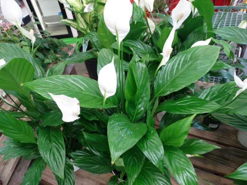 woda z cukrem na kwitnienie skrzydłokwiatu   