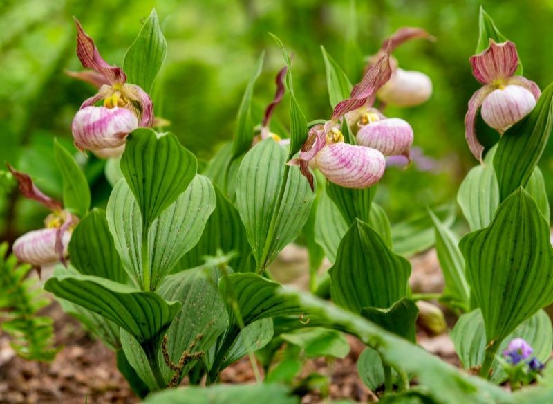 Obuwik wielkokwiatowy to jeden z najpiękniejszych gatunków tej rośliny.