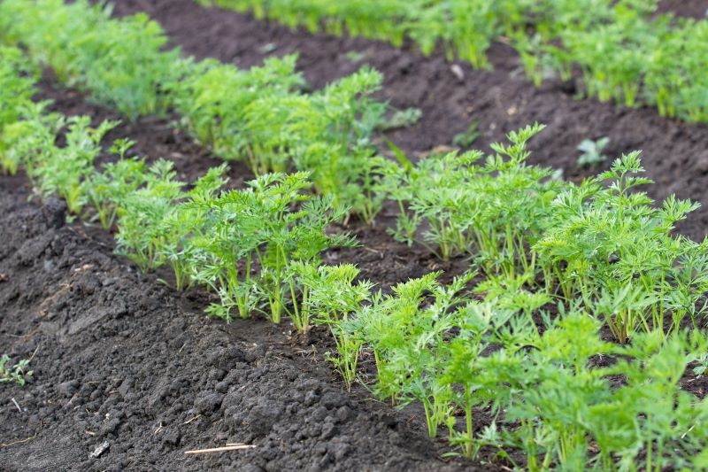 Wiosenny siew marchewki warto zaplanować na okres od przełomu lutego i marca do końca maja.