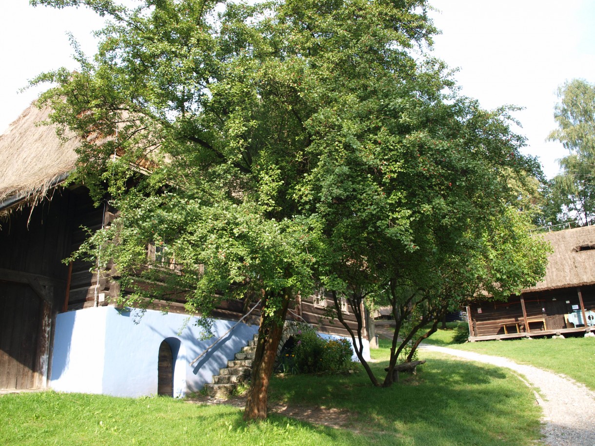 Pozostałe, skansen i ruiny zamku