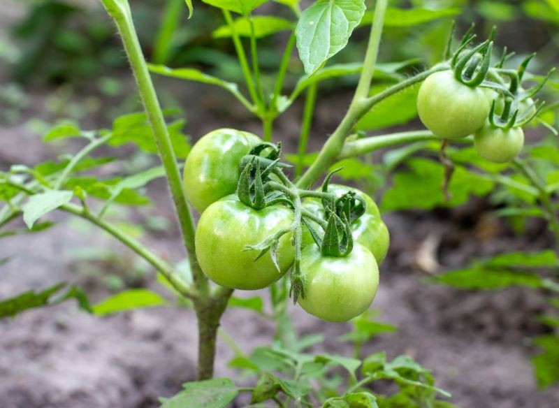 Użyźnienie gleby w miejscu, gdzie sadzimy pomidory, jest sekretem udanej uprawy.