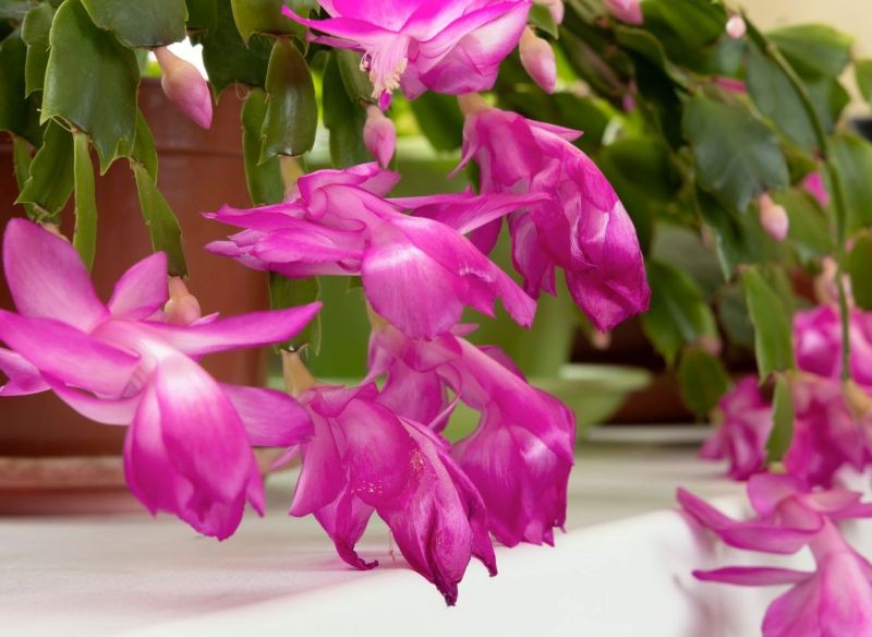 W domu grudnik oczekuje warunków podobnych do tych, jakie panują w jego naturalnych siedliskach.