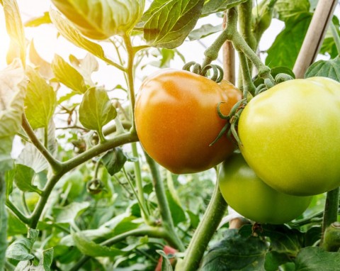 Na ile pędów prowadzić pomidory? Prowadzenie na jeden, dwa lub trzy pędy - które jest najlepsze?
