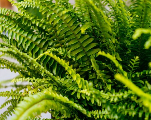 Bije na głowę zwykłą paproć. Była hitem w domu babci, a w 2026 roku będzie królową parapetów