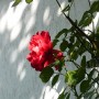 Pozostałe, Czerwcowe kwiaty ...........jaśmin........... - ..............i róża czerwona....................