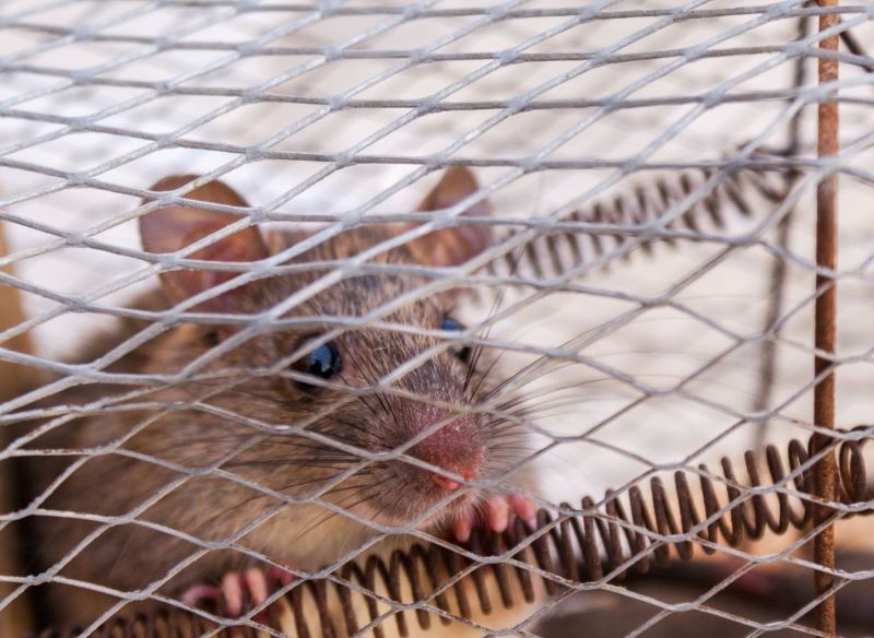 Myszy najlepiej pozbyć się w humanitarny sposób.