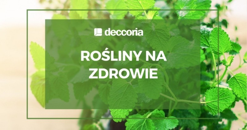 rośliny na zdrowie