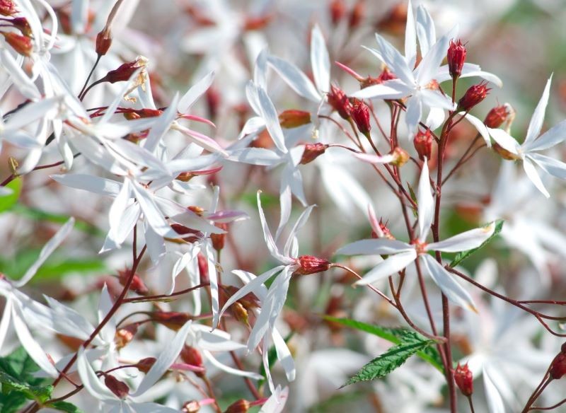 Gillenia trójlistna pięknie kwitnie nawet w cieniu.