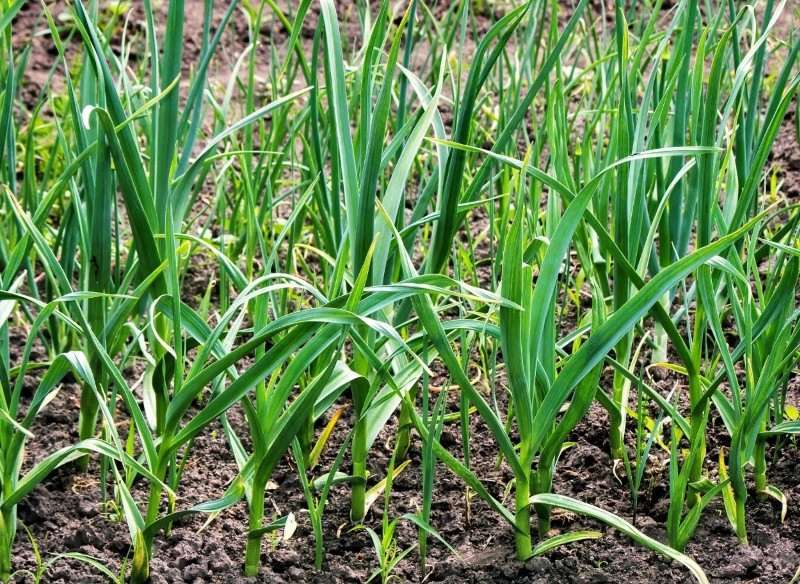 rośliny fitosanitarne