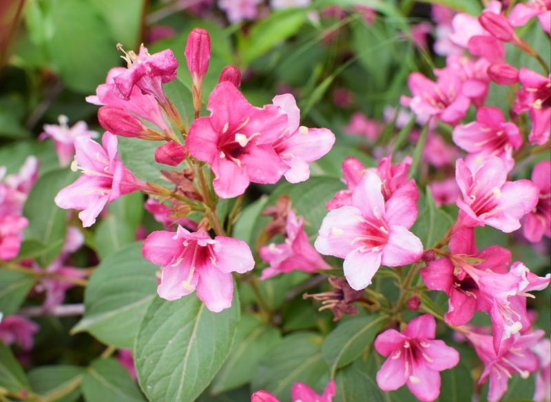 Przycięcie krzewuszki pobudza ją do wydania większej liczby kwiatów.