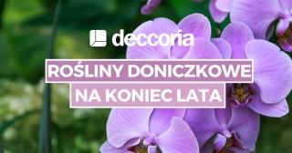 Rośliny doniczkowe na koniec lata
