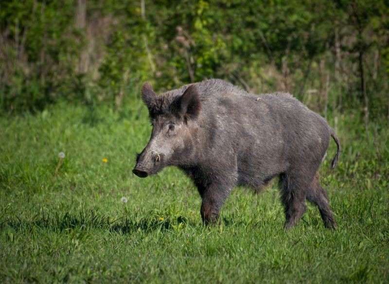 Dzik jest w stanie wywołać wiele szkód w ogrodzie.