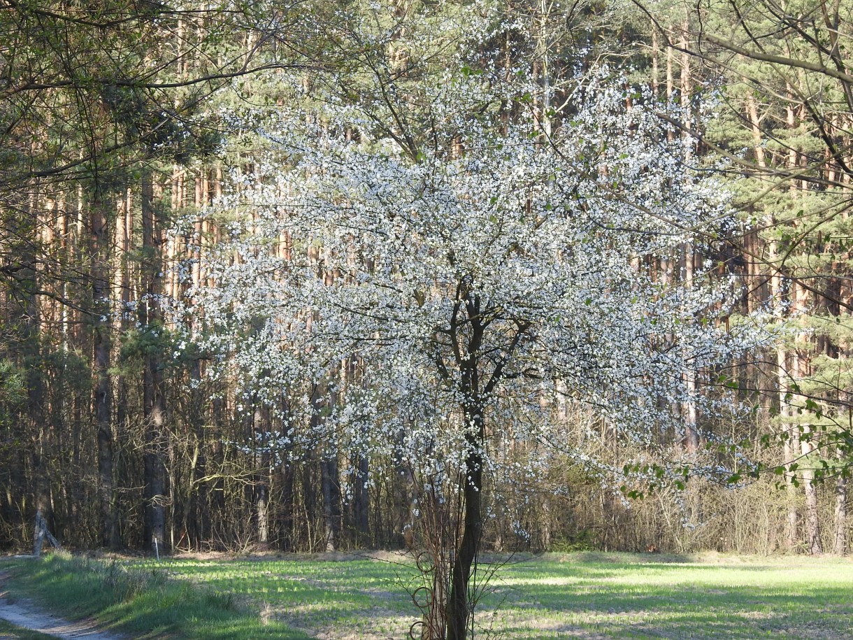 Leśne klimaty, WIOSENNY PORANEK