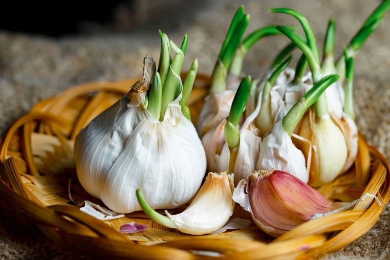 Czosnek nazywany jest naturalnym antybiotykiem.