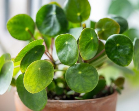 Pieniążek zmarniał i nie wypuszcza nowych liści? Zacznij podlewać go regenerującą odżywką