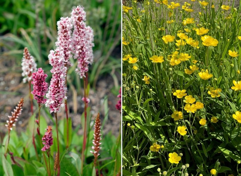 jakie rośliny posadzić wokół oczka wodnego