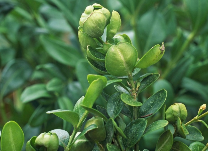 miodówka bukszpanowa 