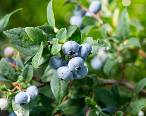 Borówka amerykańska (Vaccinium corymbosum)