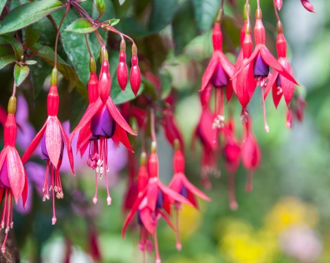 Fuksja (Fuchsia)