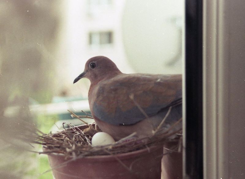 ocet balkon