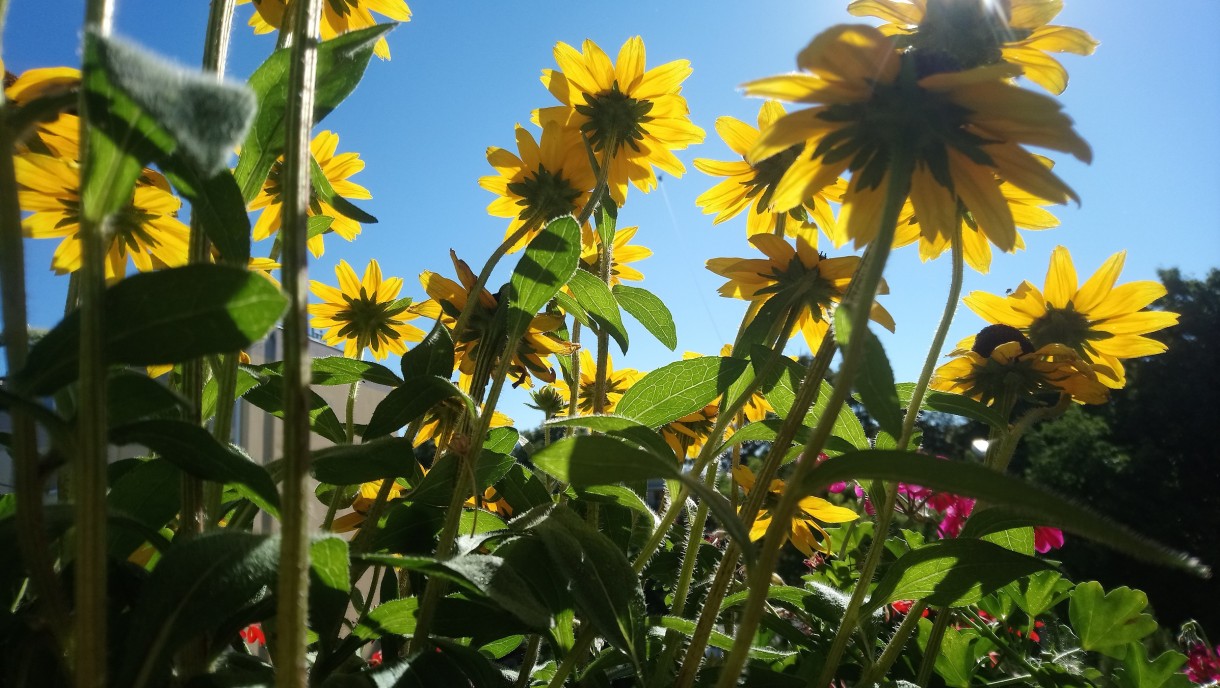 Balkon, Lato na balkonie.............moje datury........... - .................i rudbekia..............