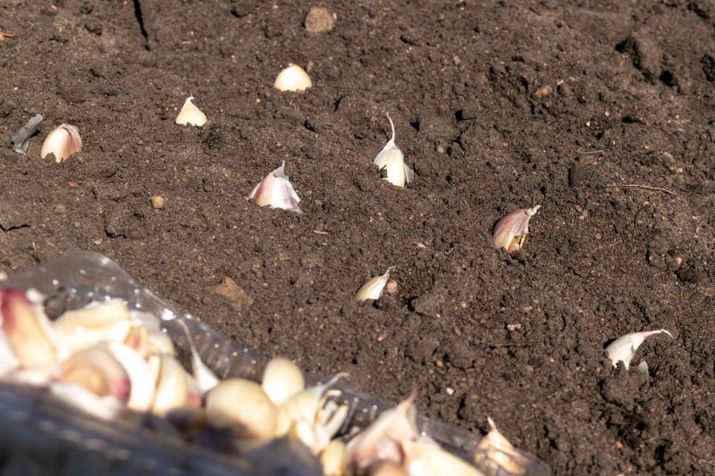 Czosnku nie sadzimy w podmokłej glebie.