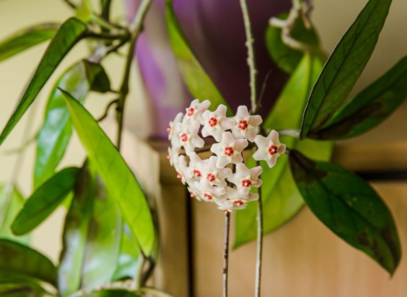 Choć hoja nie wymaga wiele uwagi, wygląda zjawiskowo.