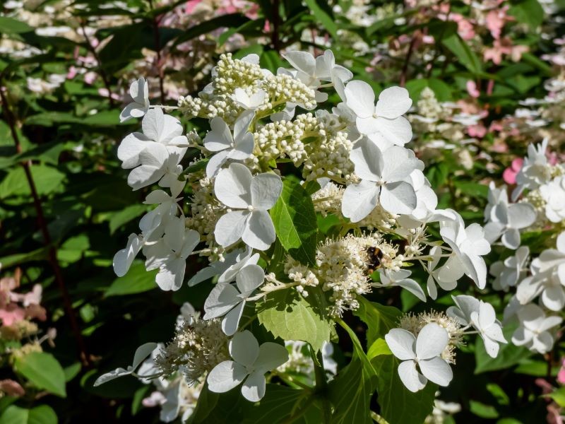 Hortensja bukietowa 'Levana'